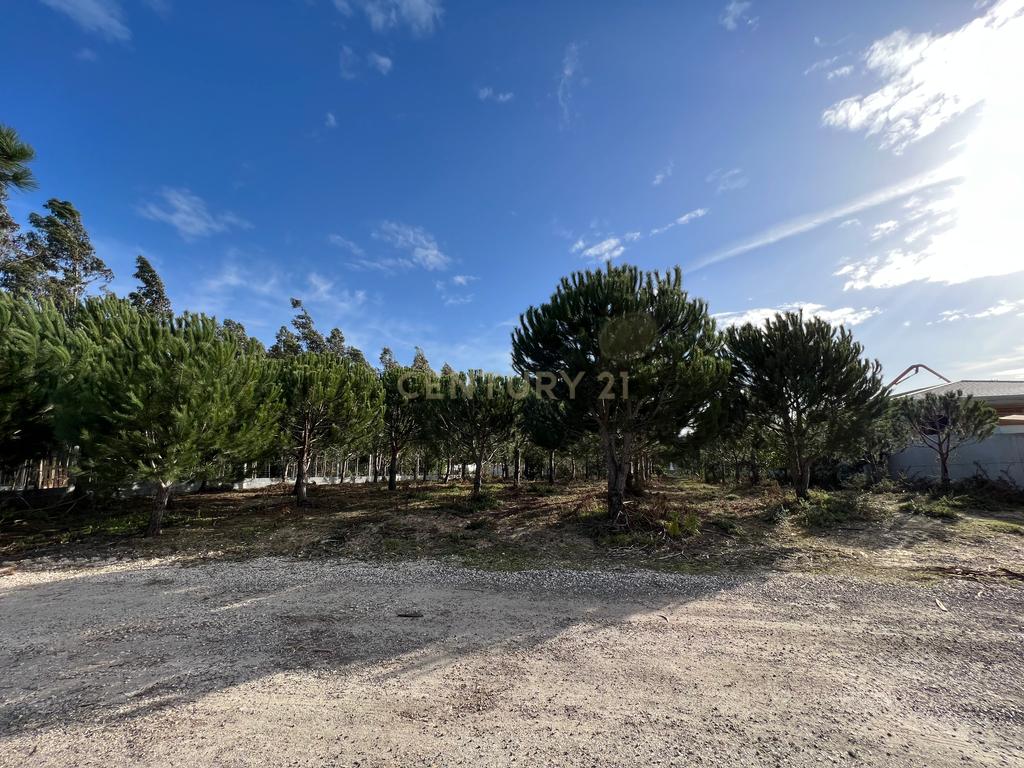 Terreno com Viabilidade de Construção, Monte Real - Image 4