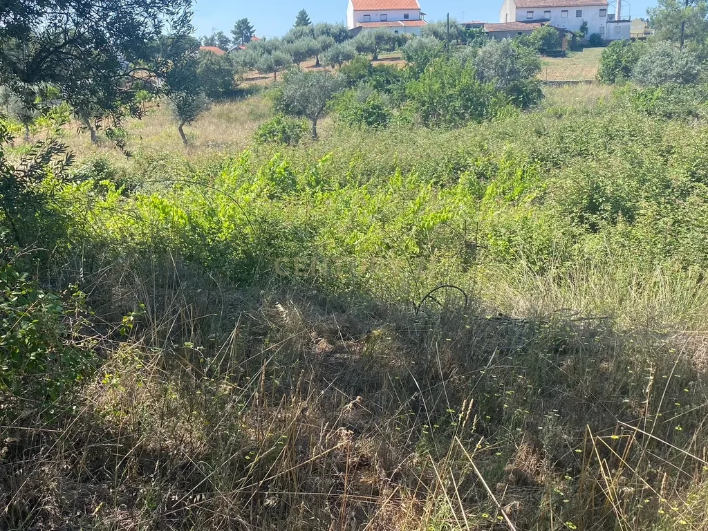 Terreno Rústico em São Domingos, Sarzedas, Castelo Branco - Image 12