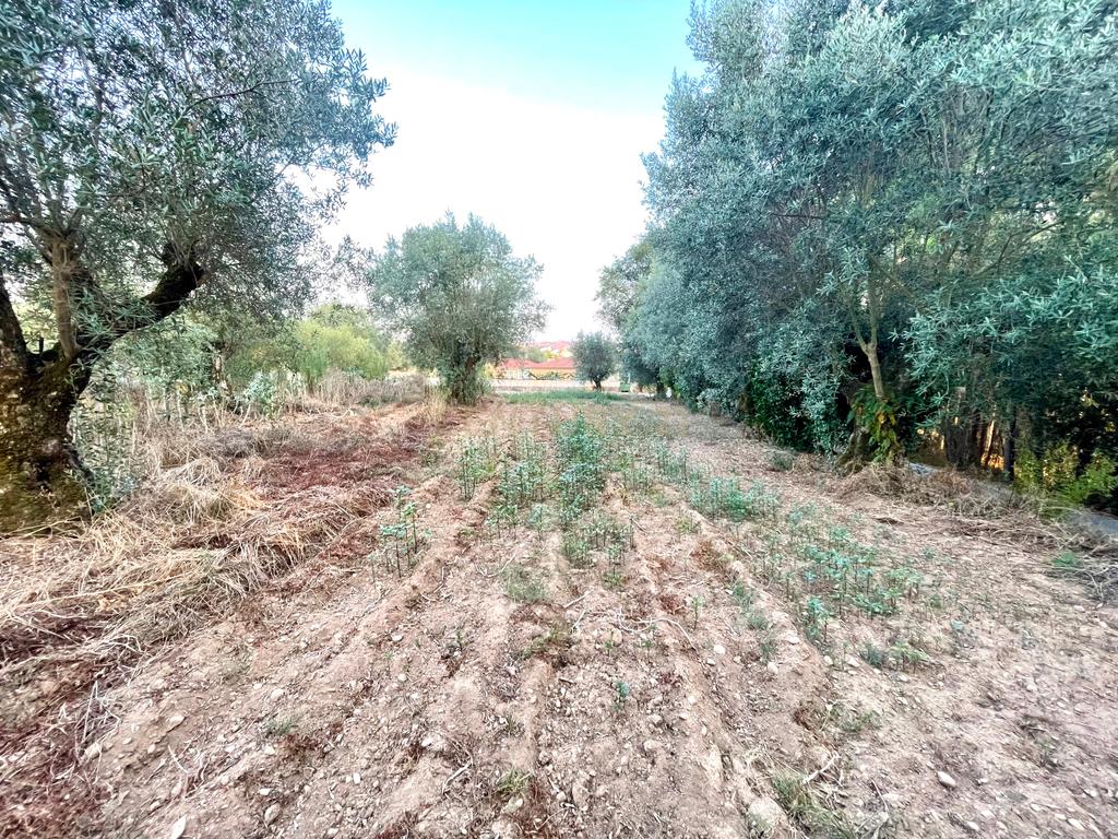 Terreno com Viabilidade Construção ||  Casal da Quinta - Milagres - Image 12