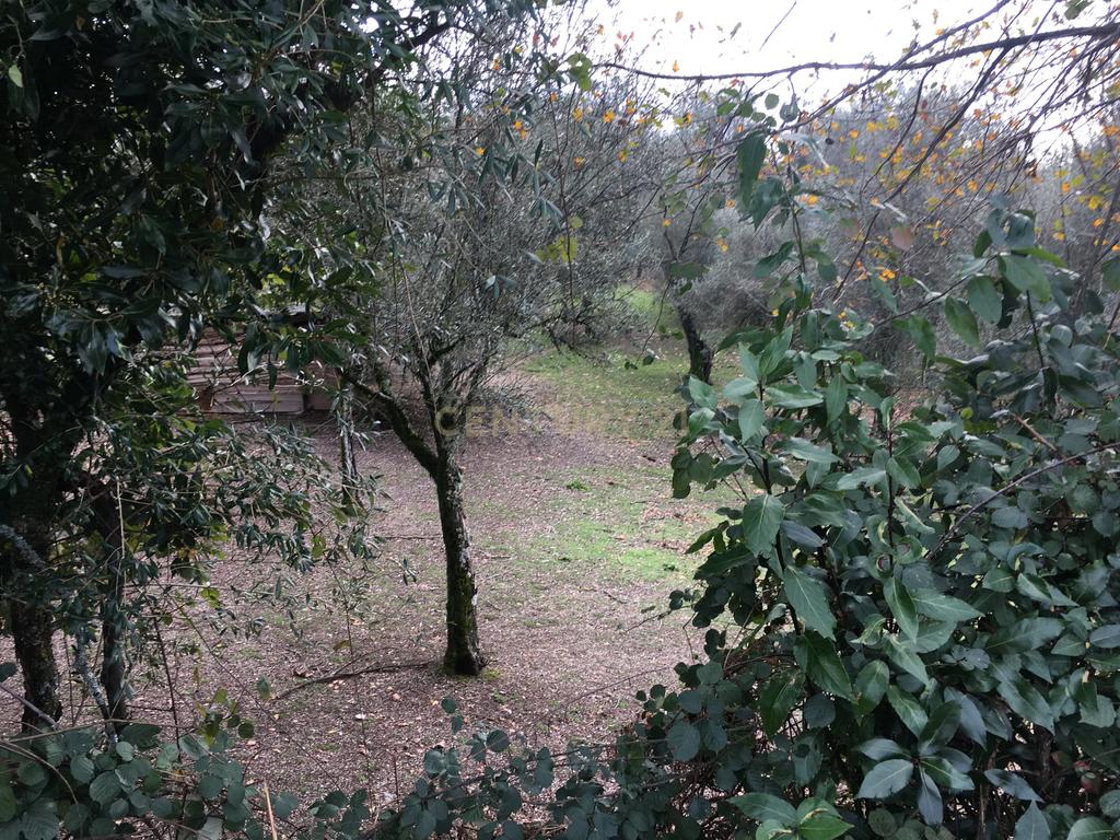 Quinta com 24.000m2 terreno no centro Vieira do Minho  Ribeiro + terreno para construção +casa para restauro - Image 10