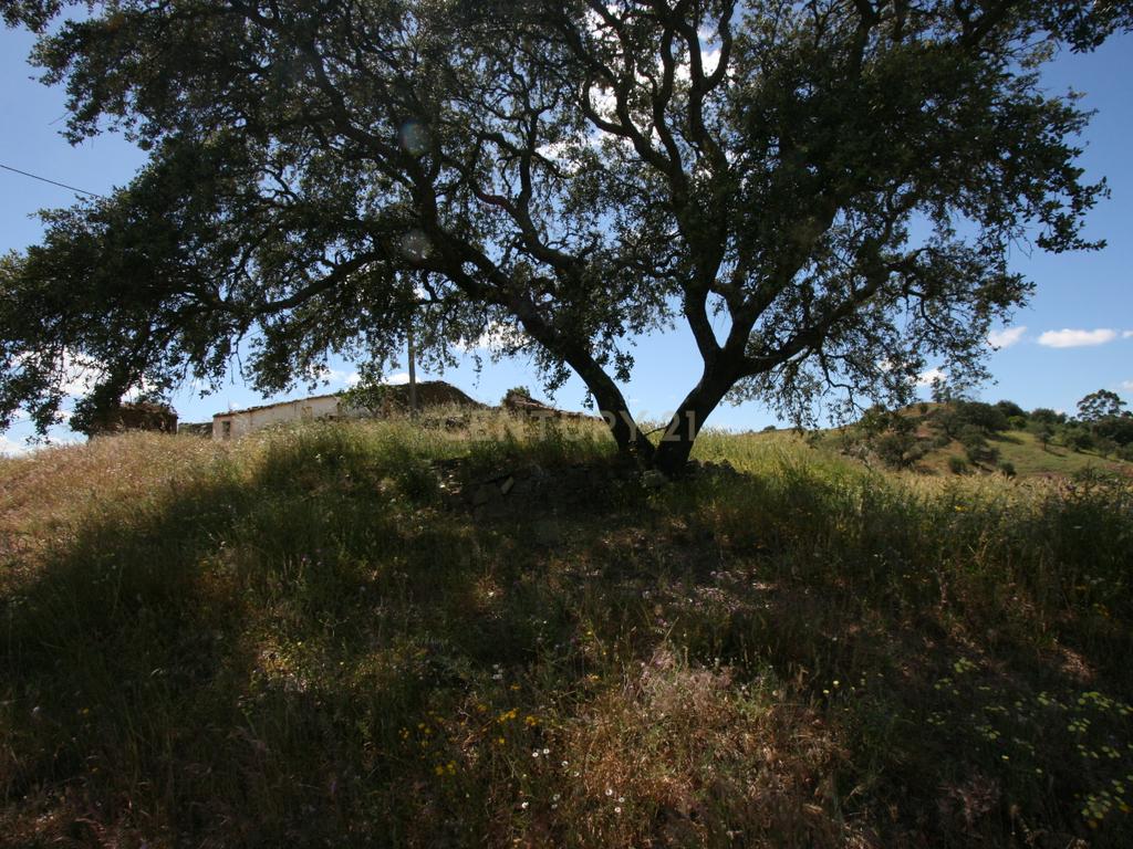 Terreno de 2.3 HA com casa antiga de 127 m2 para reconstrução, S.B. Messines, Silves - Image 7