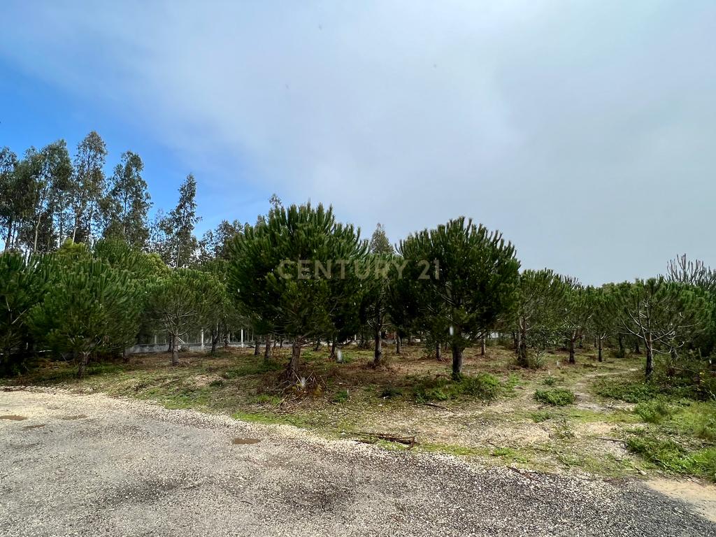 Terreno com Viabilidade de Construção, Monte Real - Image 2