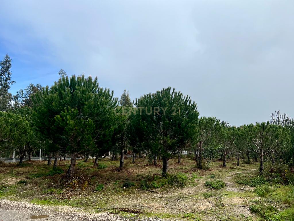 Terreno com Viabilidade de Construção, Monte Real - Image 10