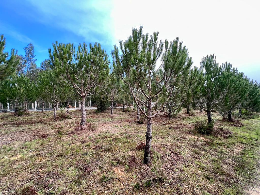 Terreno com Viabilidade de Construção, Monte Real - Image 16