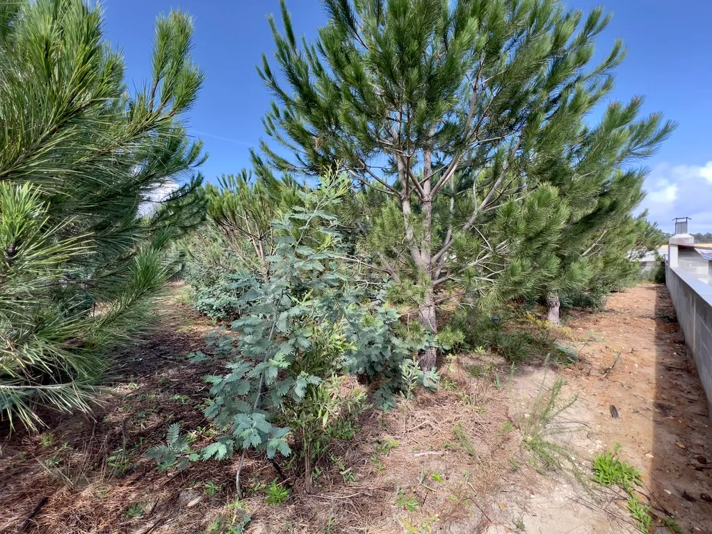 Terreno com Viabilidade de Construção, Monte Real - Image 20