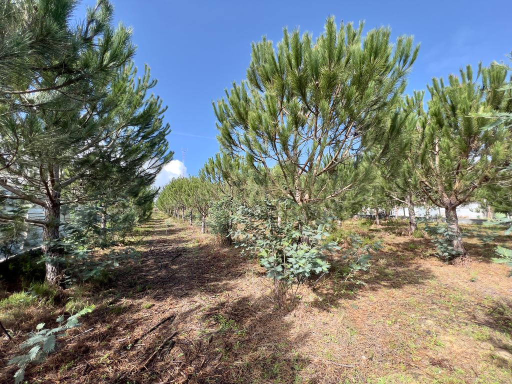 Terreno com Viabilidade de Construção, Monte Real - Image 21