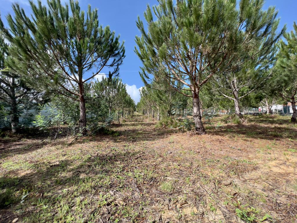 Terreno com Viabilidade de Construção, Monte Real - Image 12