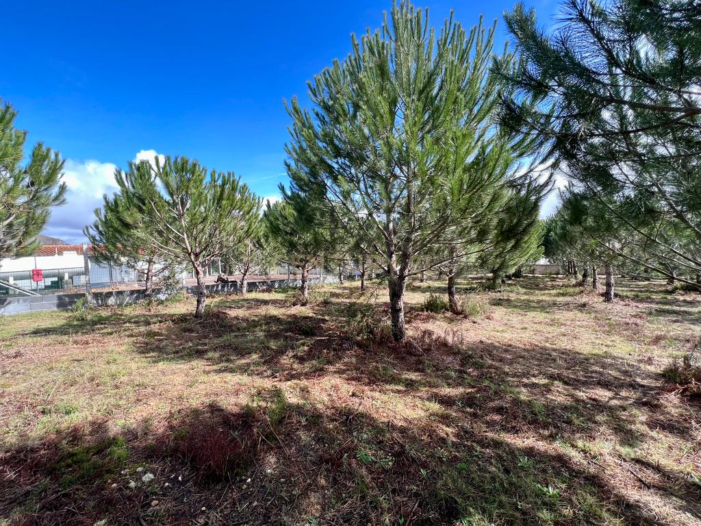 Terreno com Viabilidade de Construção, Monte Real - Image 13