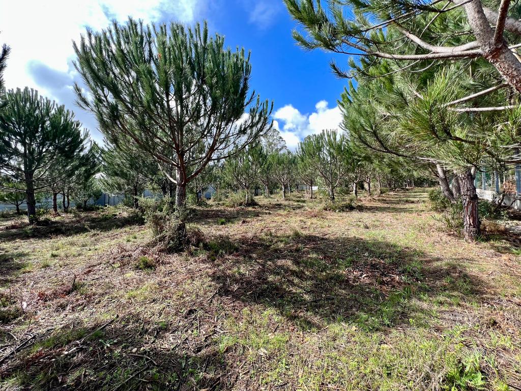Terreno com Viabilidade de Construção, Monte Real - Image 14