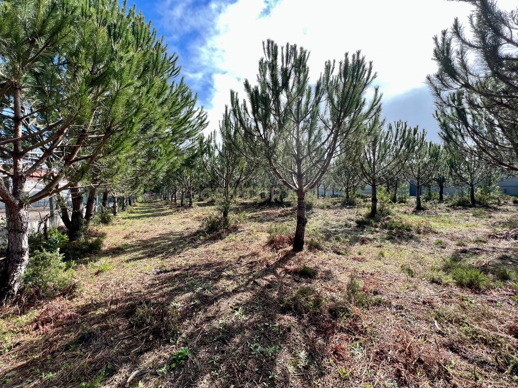 Terreno com Viabilidade de Construção, Monte Real - Image 15