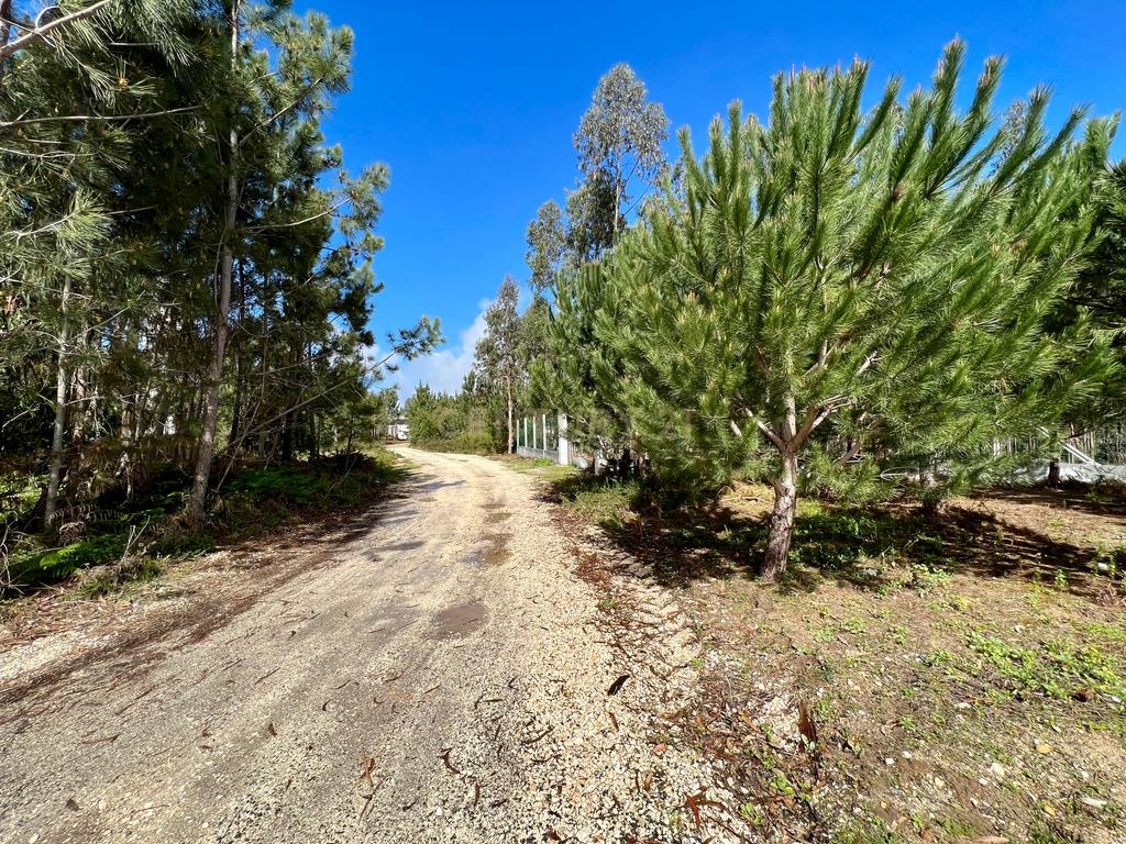Terreno com Viabilidade de Construção, Monte Real - Image 17