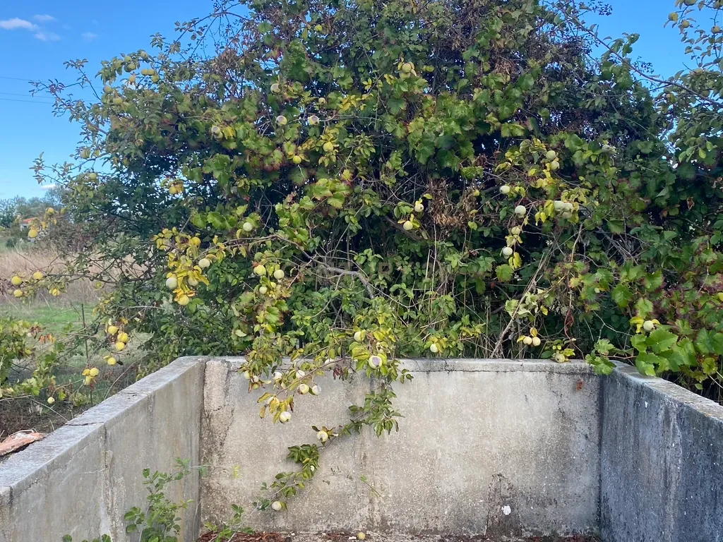 Quintinha em Castelo Branco - Image 9