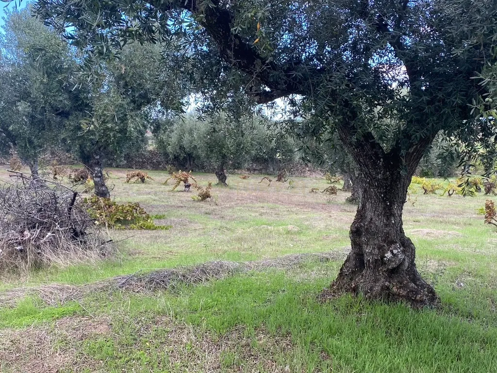Quintinha em Castelo Branco - Image 6