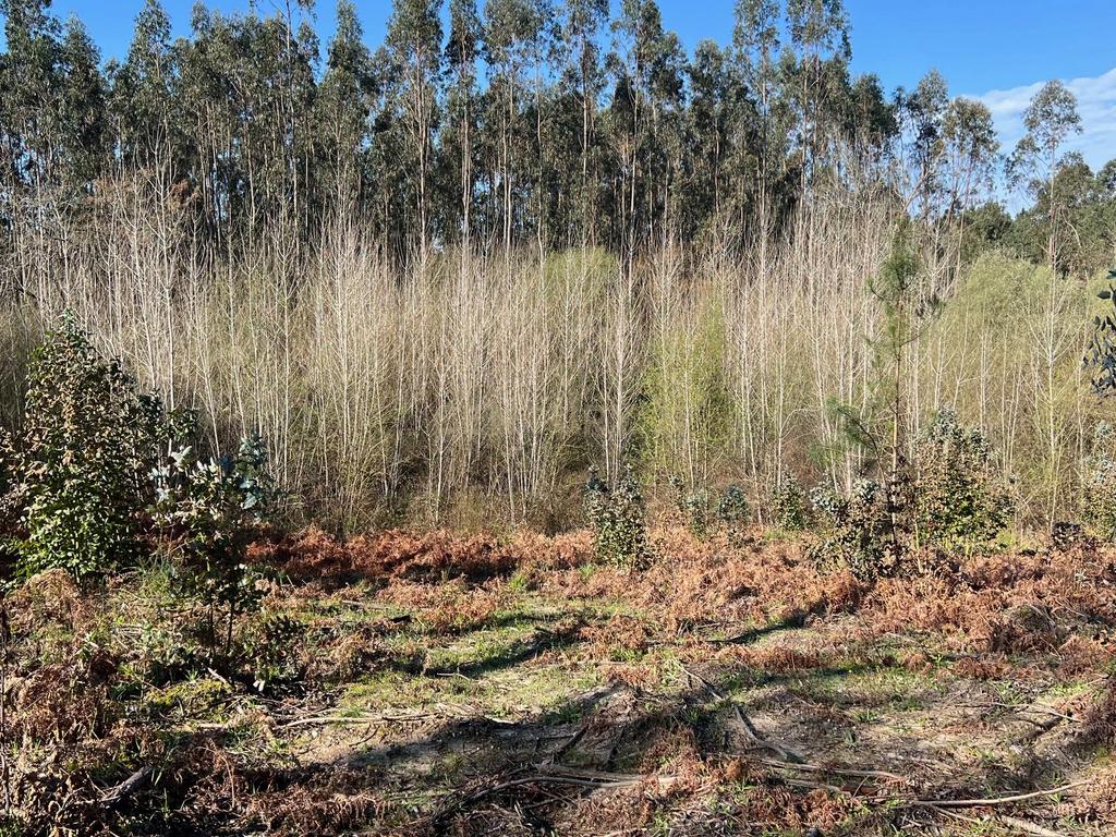 Terreno Rustico/Urbano com 11.000 m2 - Image 15