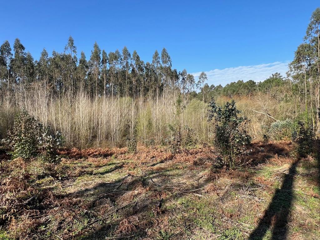 Terreno Rustico/Urbano com 11.000 m2 - Image 14