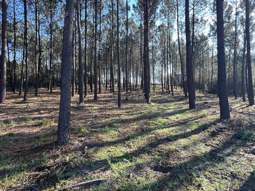 Terreno Rustico/Urbano com 11.000 m2 - Image 11
