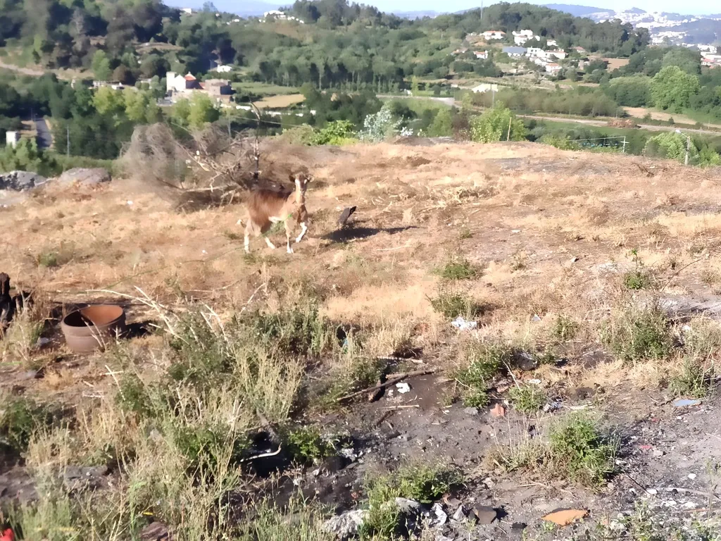Quinta De Além com casa rústica em ruína para reabilitação total de 2 quartos no centro de Cete, Paredes - Image 41