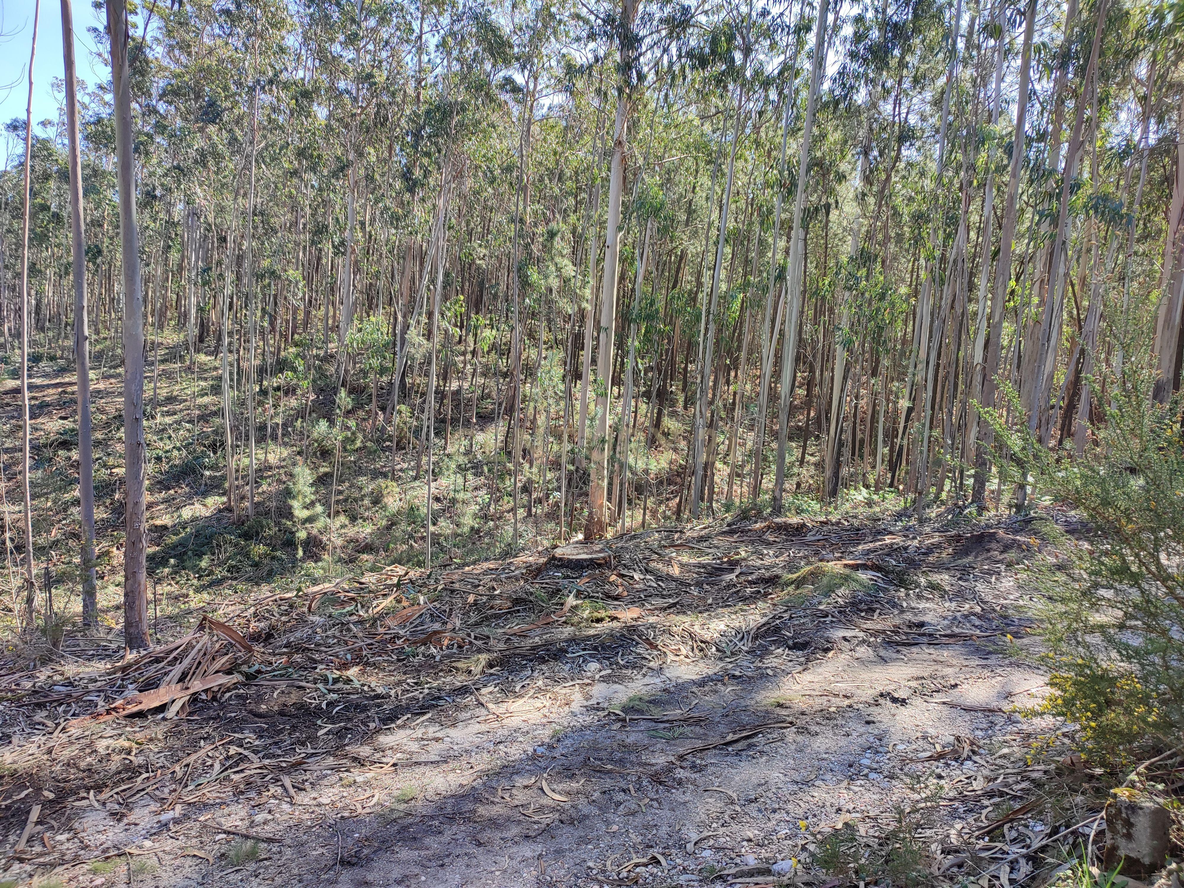 Terreno de Eucaliptos na Maceira - Image 3