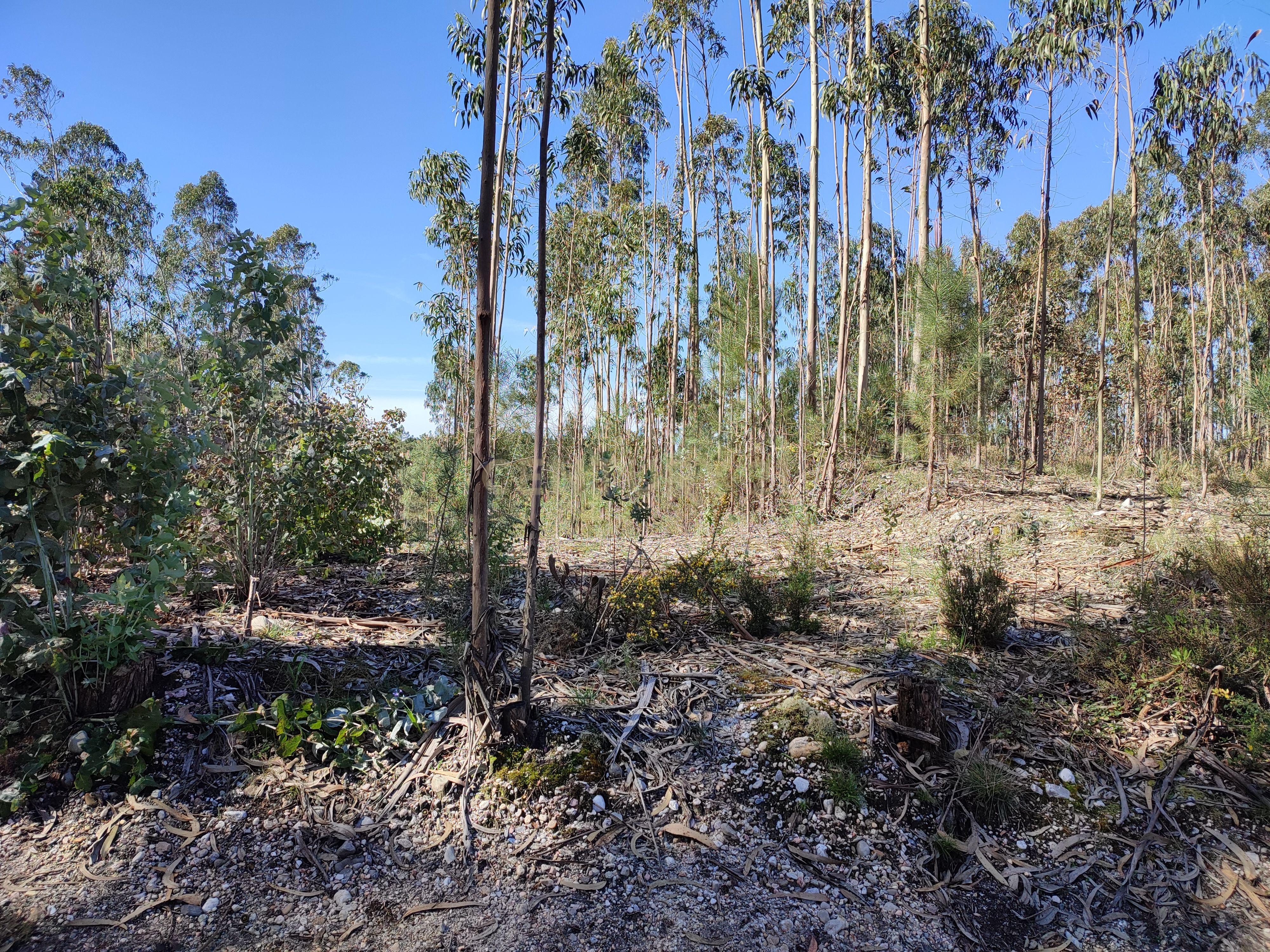 Terreno de Eucaliptos na Maceira - Image 7