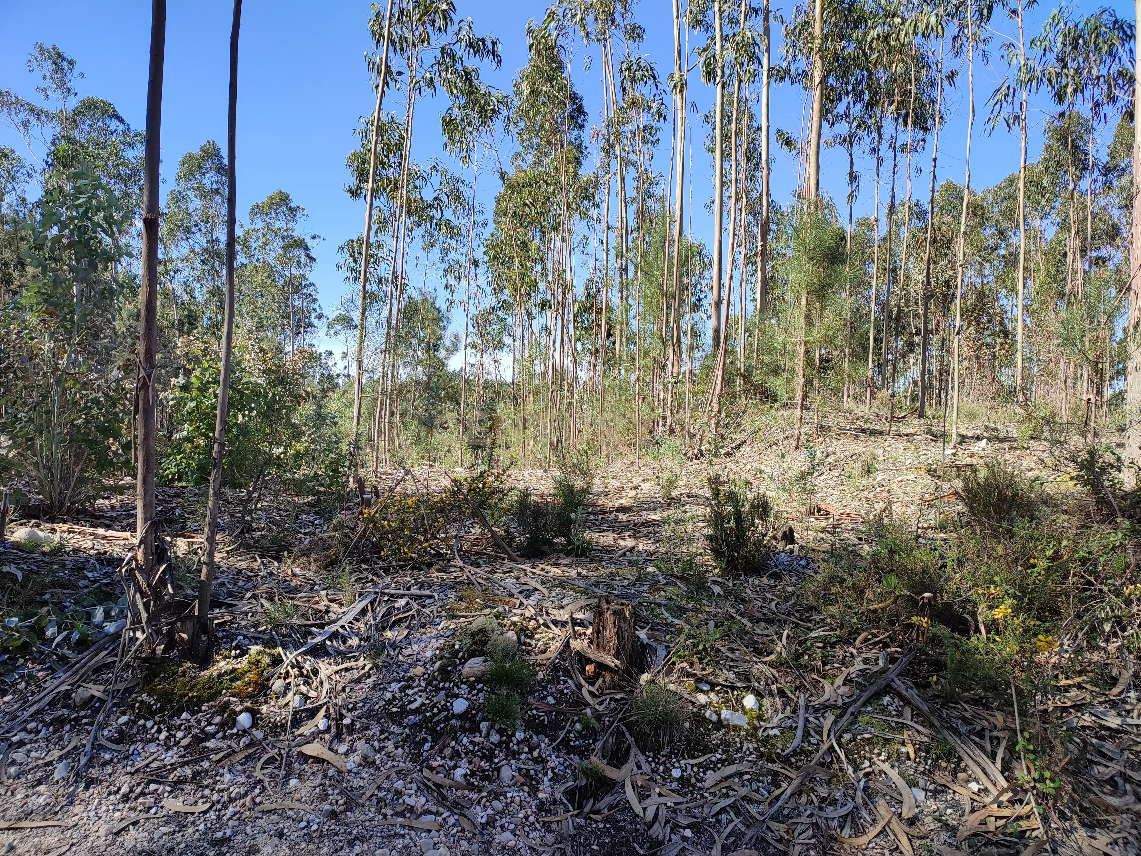 Terreno de Eucaliptos na Maceira - Image 6