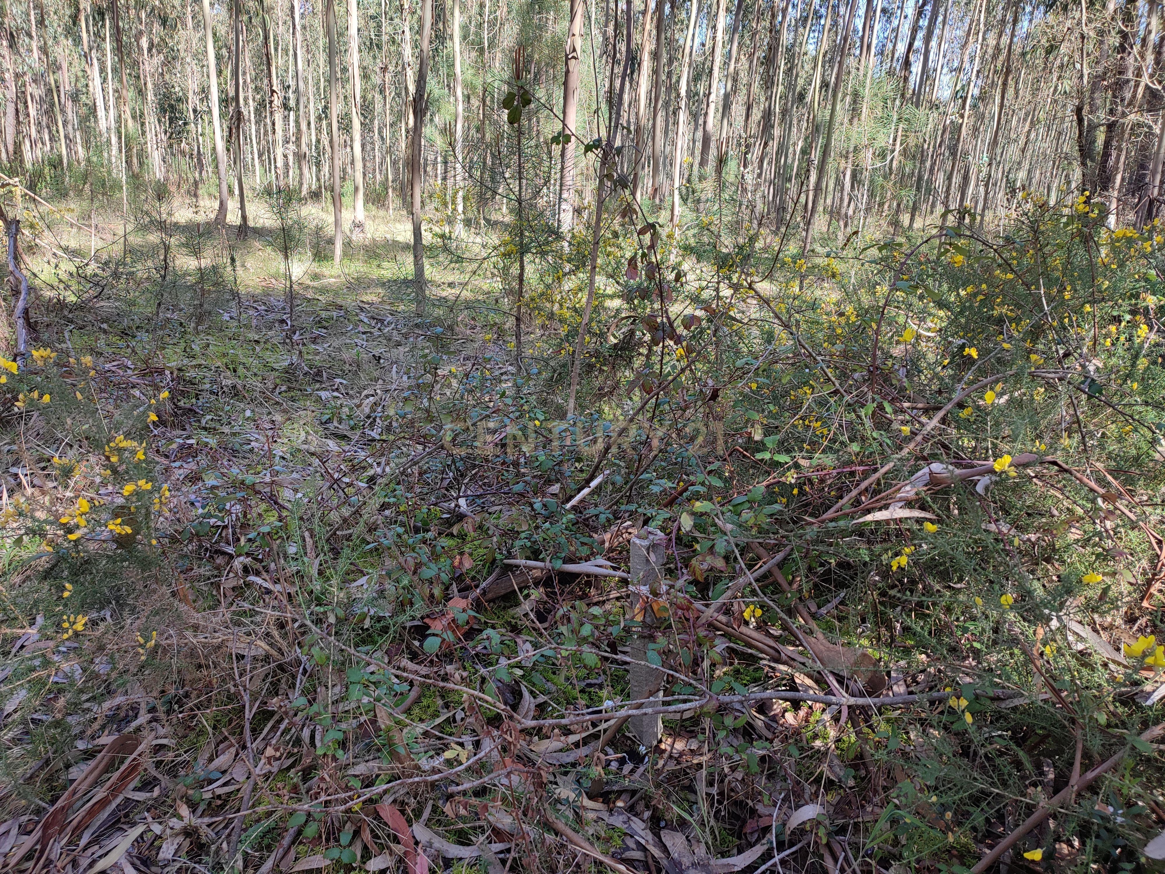 Terreno de Eucaliptos na Maceira - Image 2