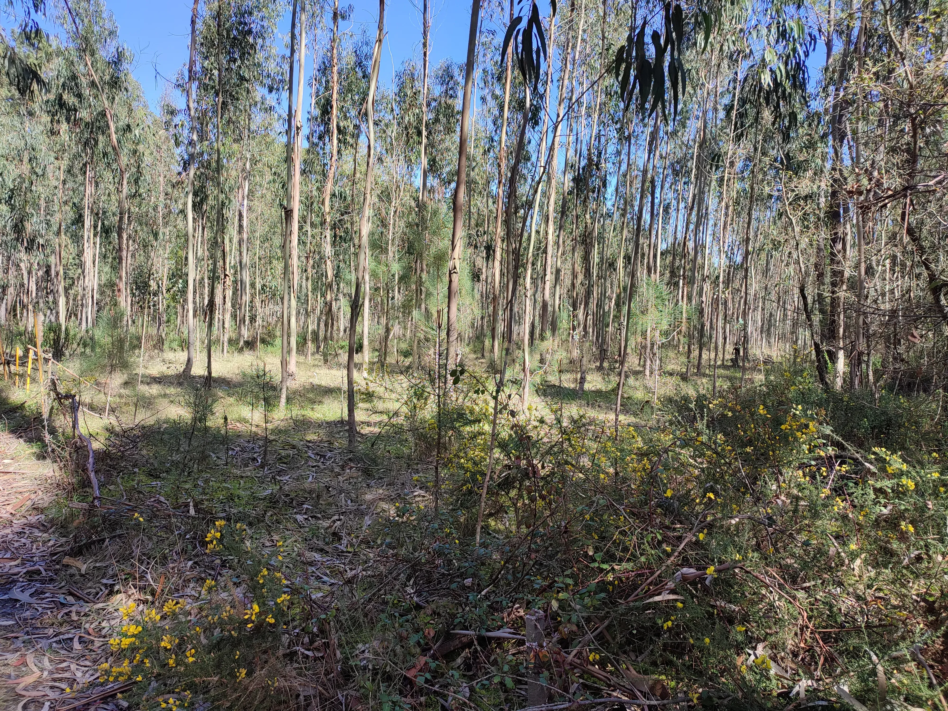Terreno de Eucaliptos na Maceira - Image 1