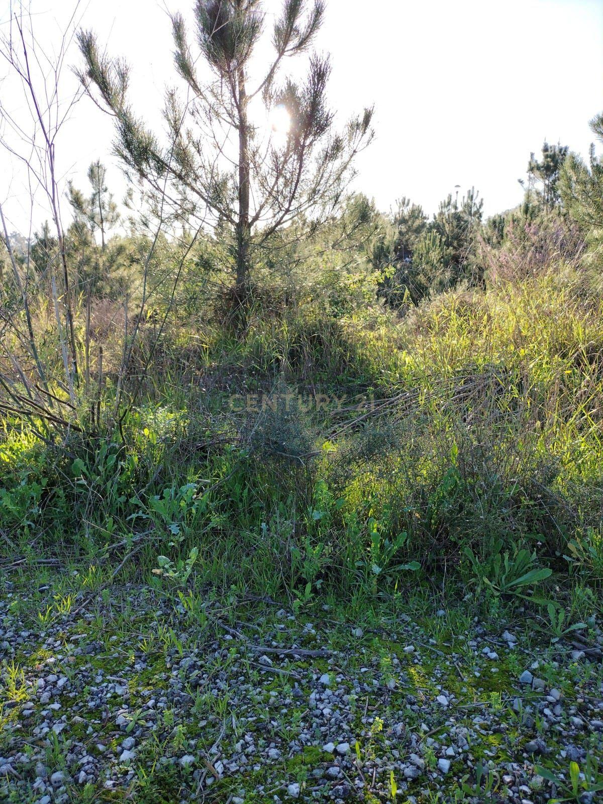 Lote de terreno para construção de moradia em banda - Image 4