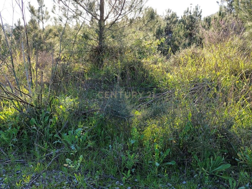 Lote de terreno para moradia em Banda - Image 2