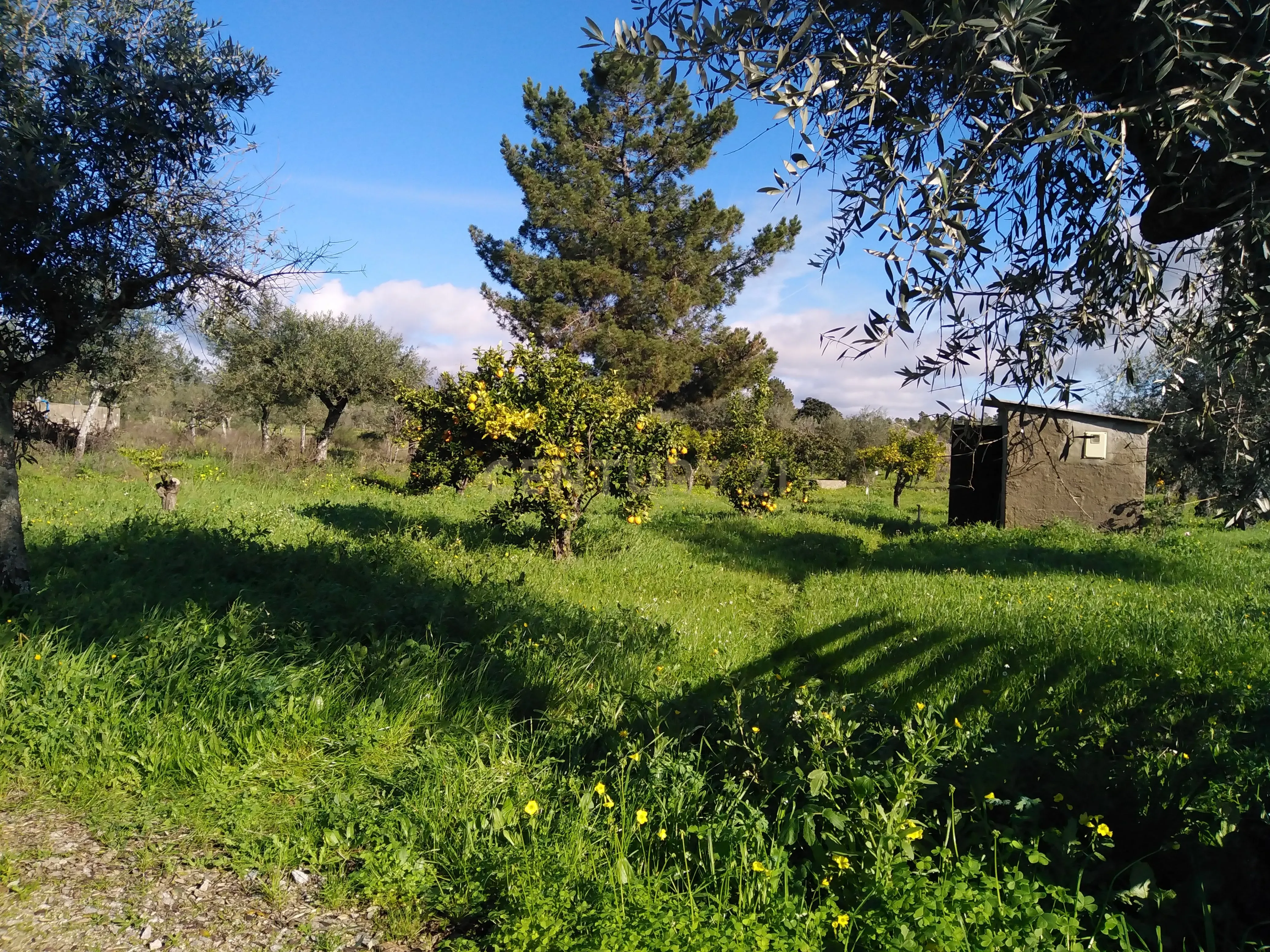 Quinta Com Piscina e Casa Madeira, Lousa, Castelo Branco - Image 5