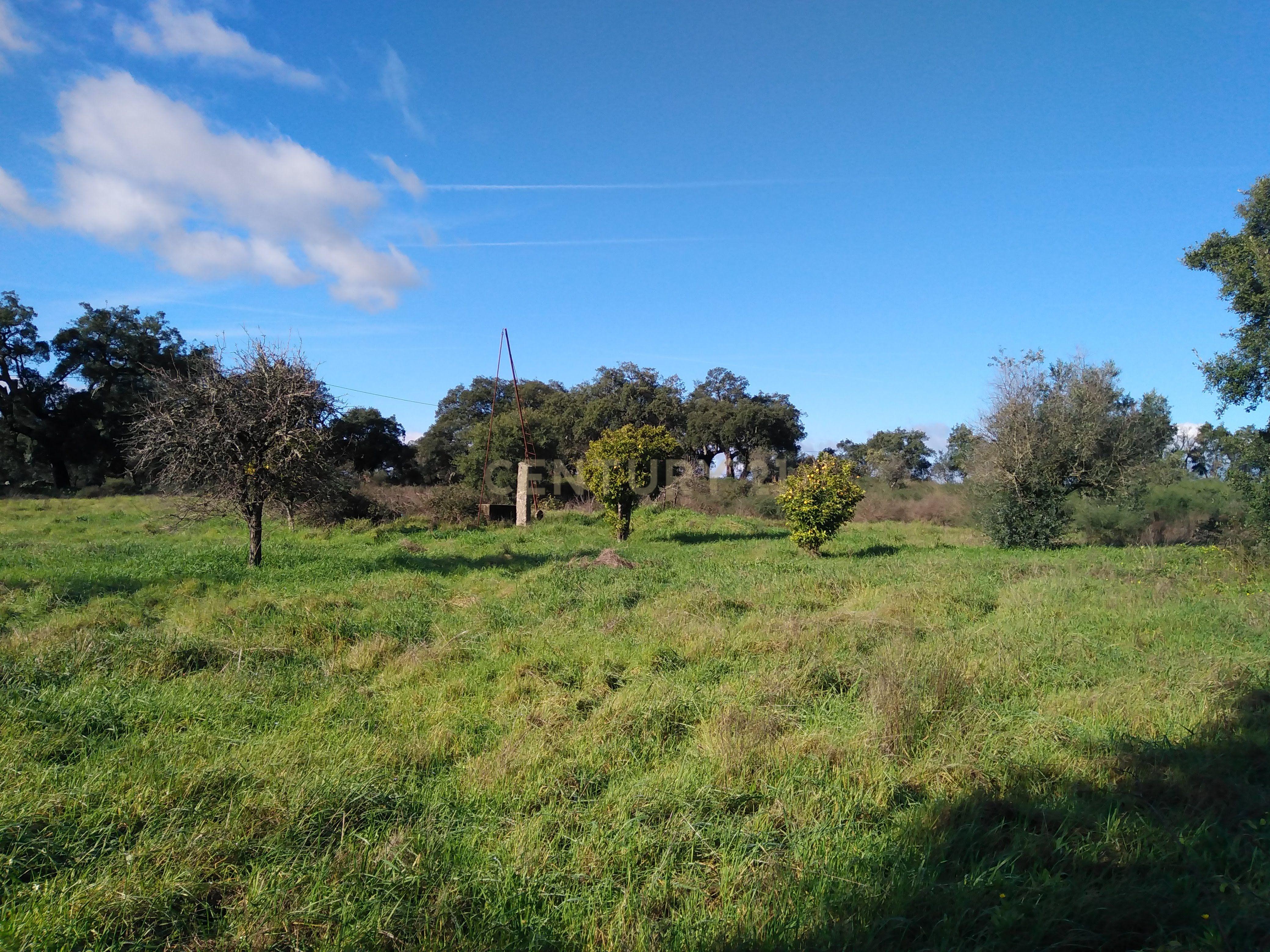 Quinta Com Piscina e Casa Madeira, Lousa, Castelo Branco - Image 38