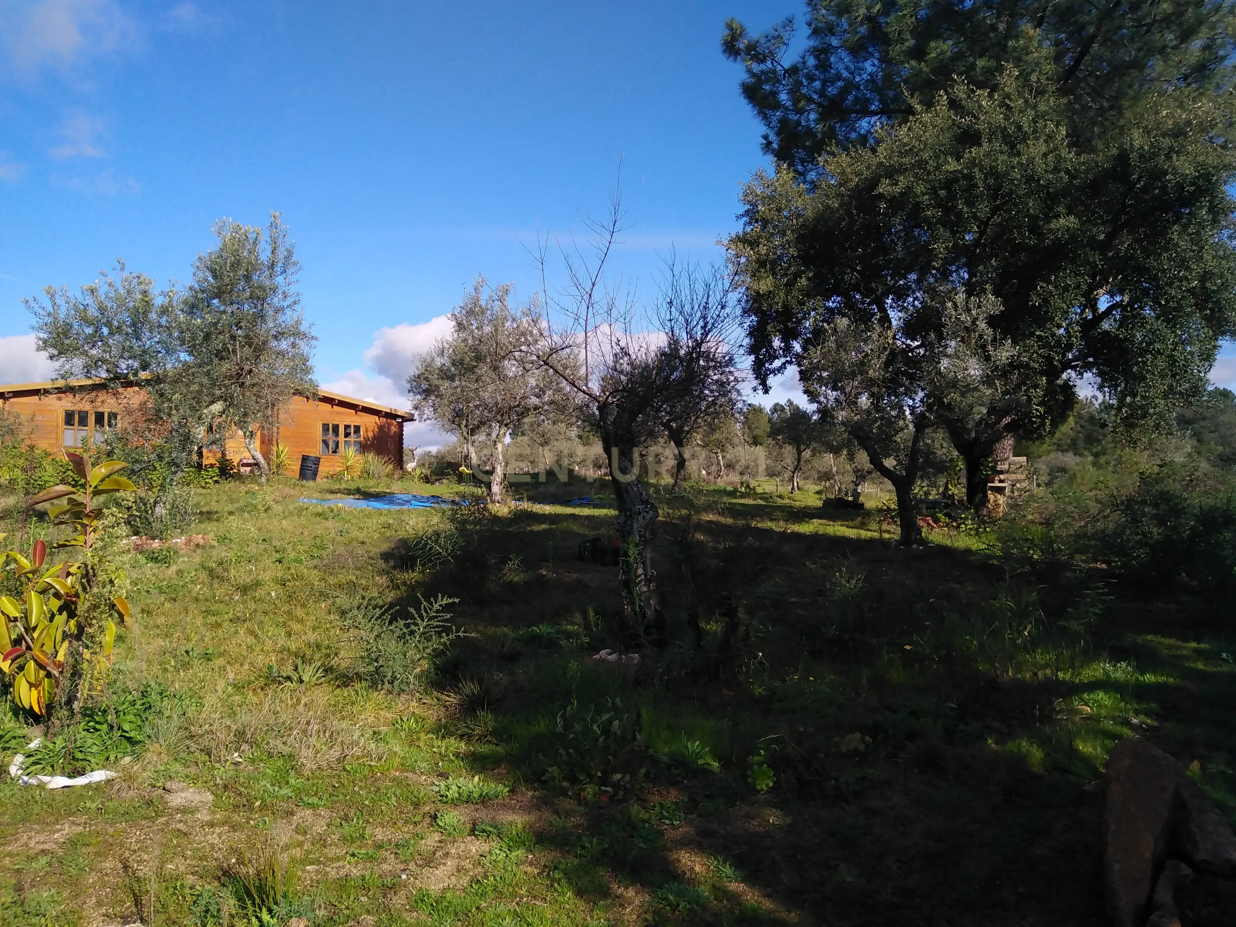 Quinta Com Piscina e Casa Madeira, Lousa, Castelo Branco - Image 10