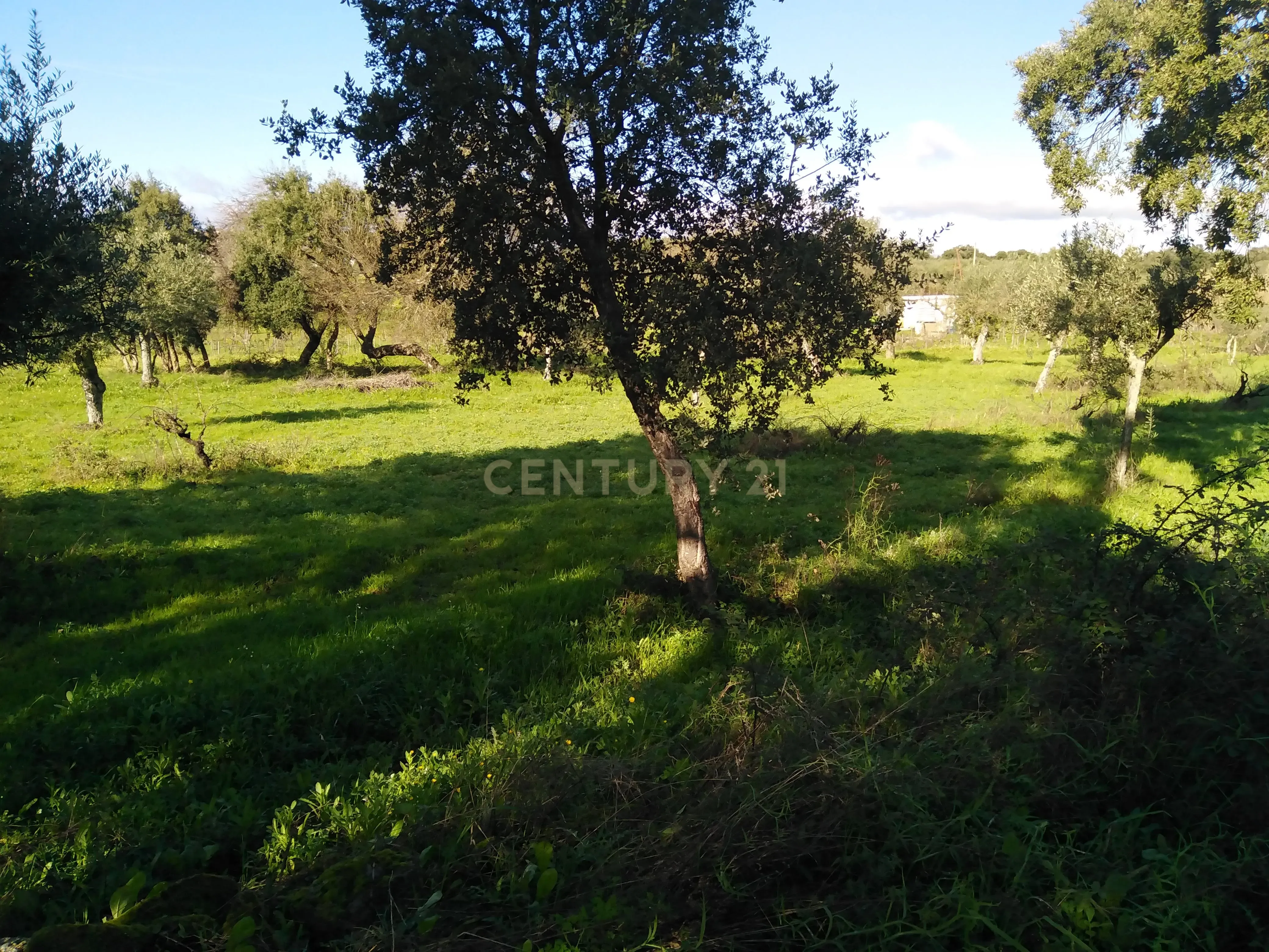 Quinta Com Piscina e Casa Madeira, Lousa, Castelo Branco - Image 13