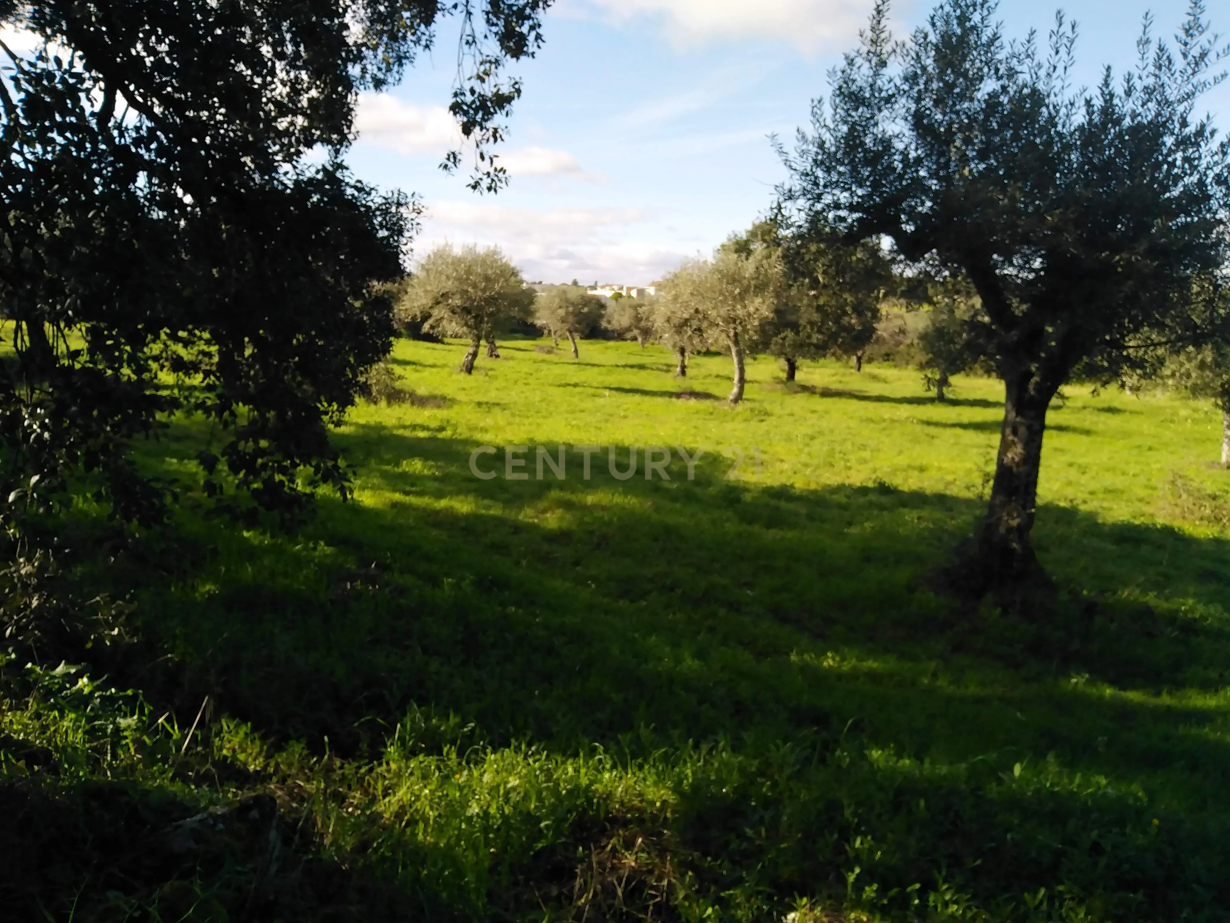 Quinta Com Piscina e Casa Madeira, Lousa, Castelo Branco - Image 14
