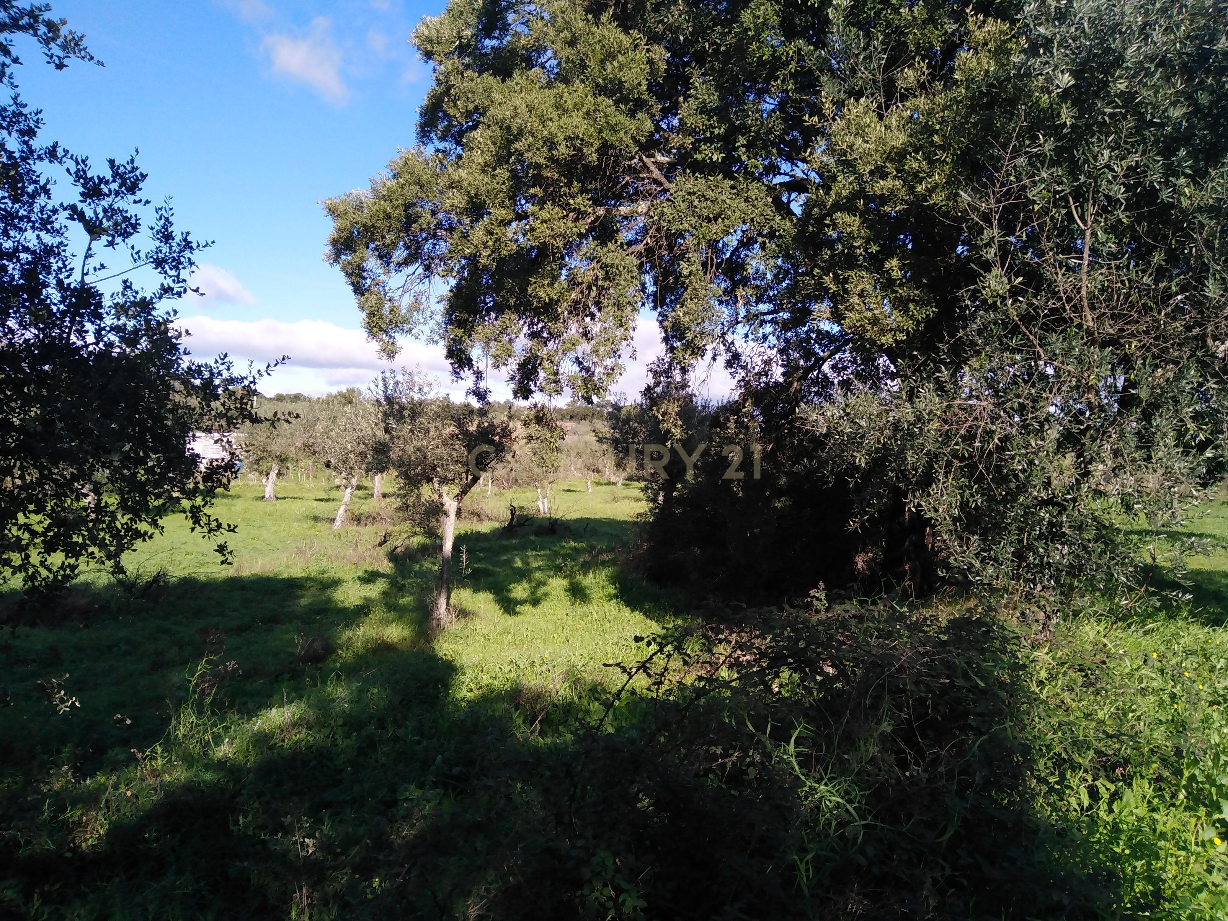 Quinta Com Piscina e Casa Madeira, Lousa, Castelo Branco - Image 15