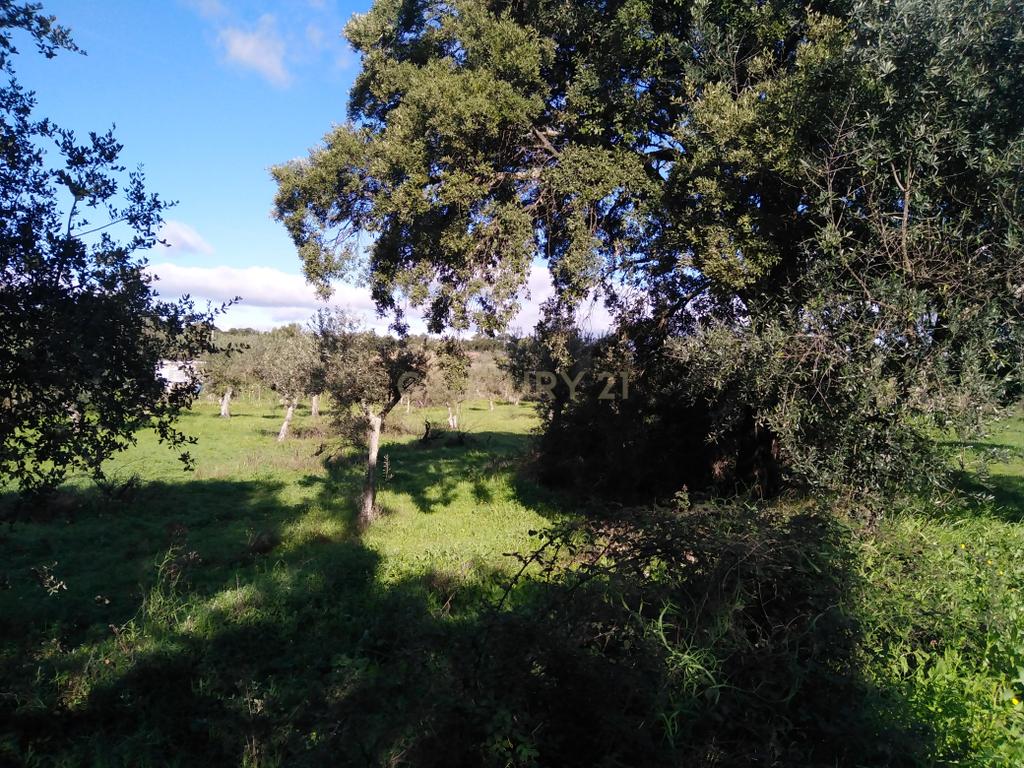 Quinta Com Piscina e Casa Madeira, Lousa, Castelo Branco - Image 15