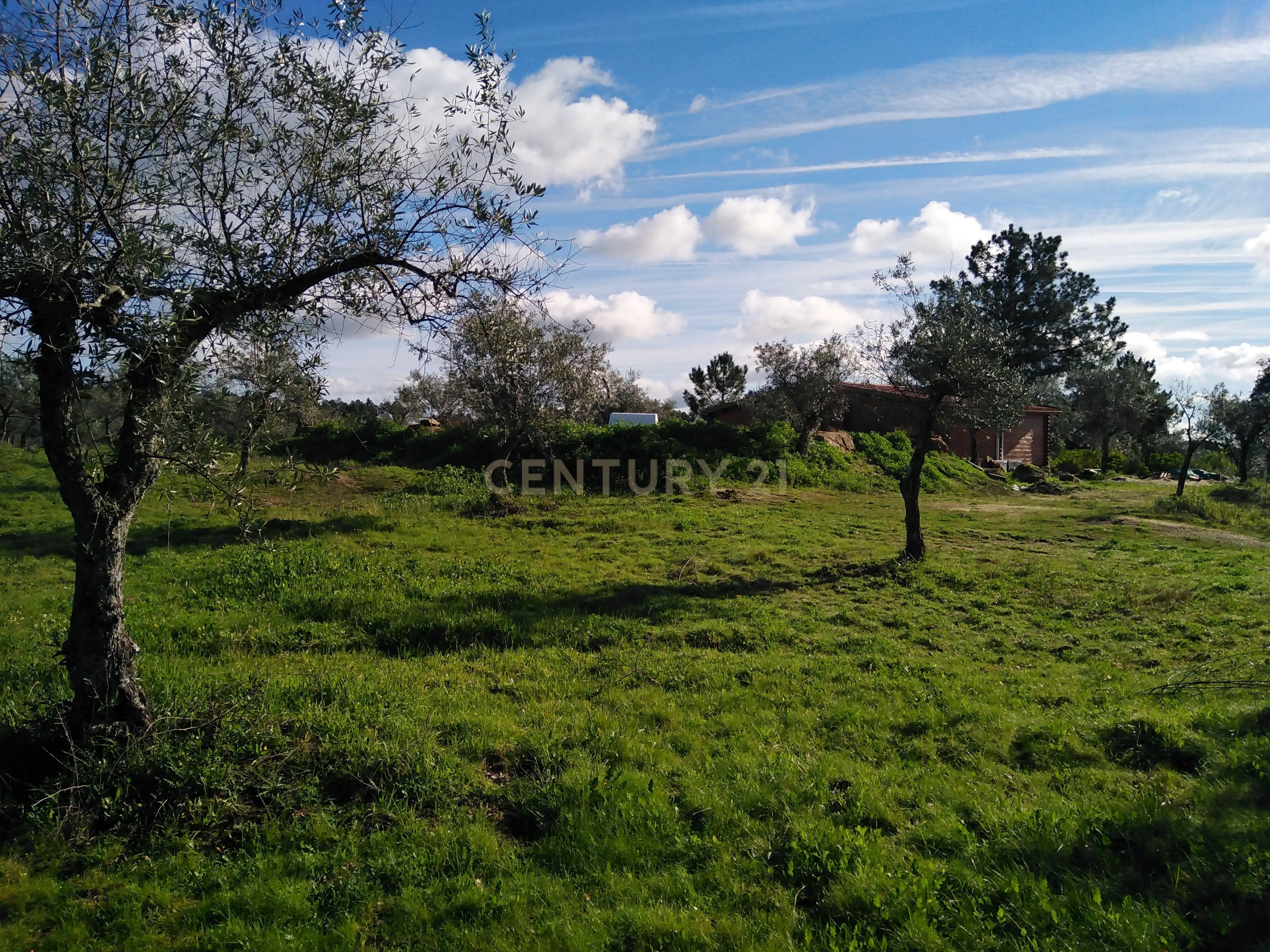 Quinta Com Piscina e Casa Madeira, Lousa, Castelo Branco - Image 39