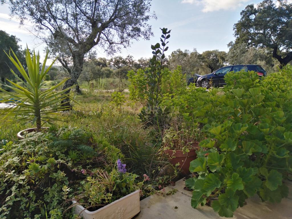 Quinta Com Piscina e Casa Madeira, Lousa, Castelo Branco - Image 45