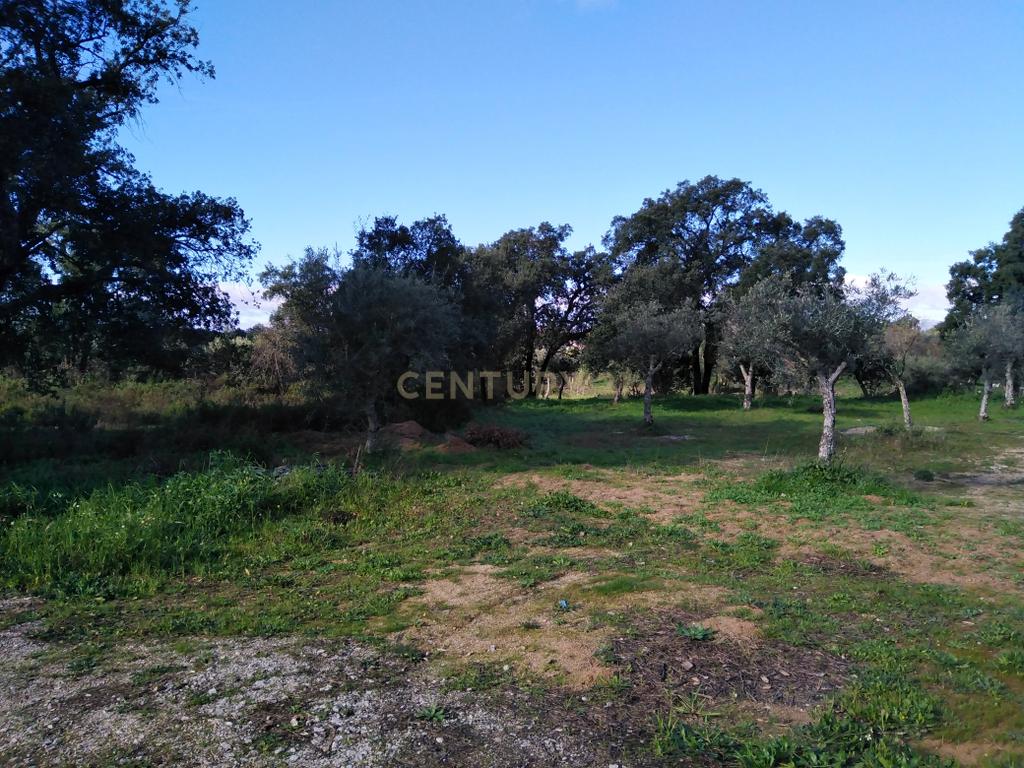 Quinta Com Piscina e Casa Madeira, Lousa, Castelo Branco - Image 43