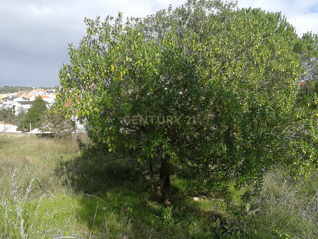 Terreno Rustico – Lourel Sintra - Image 8