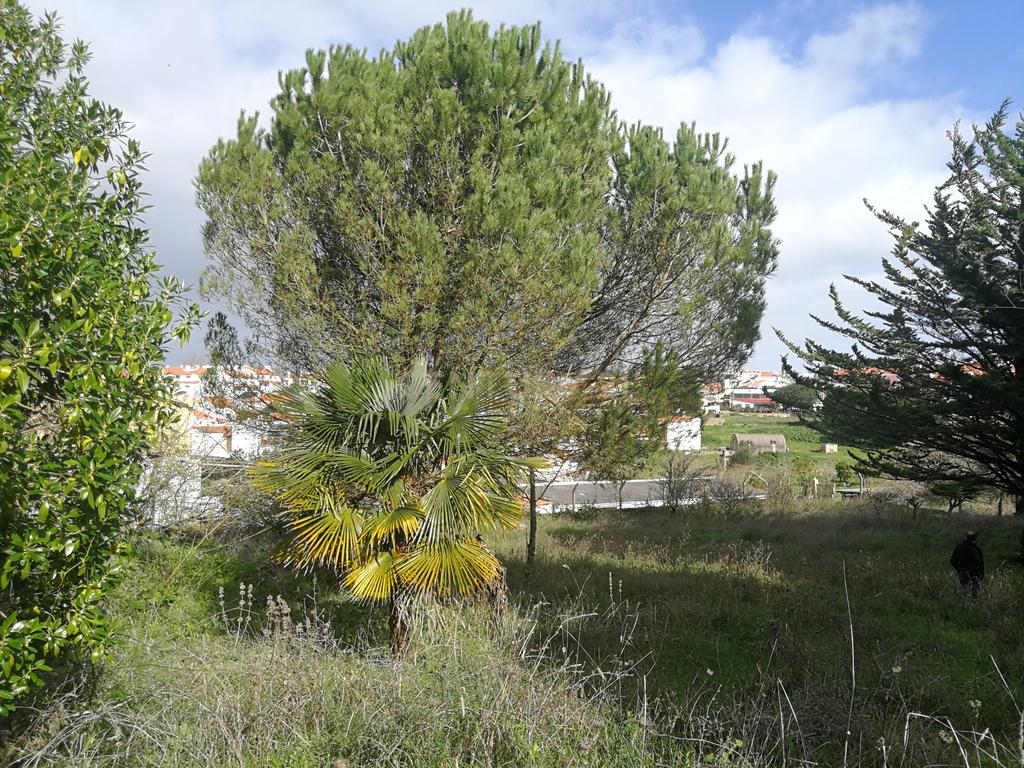 Terreno Rustico – Lourel Sintra - Image 7