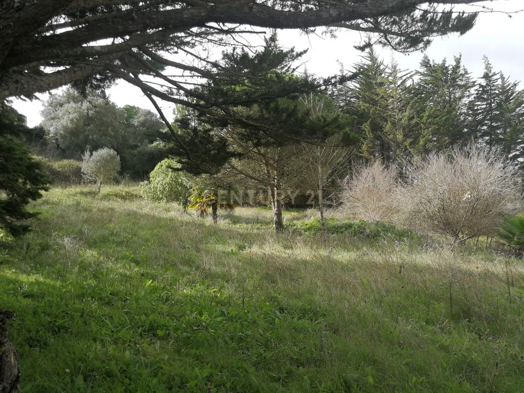 Terreno Rustico – Lourel Sintra - Image 10