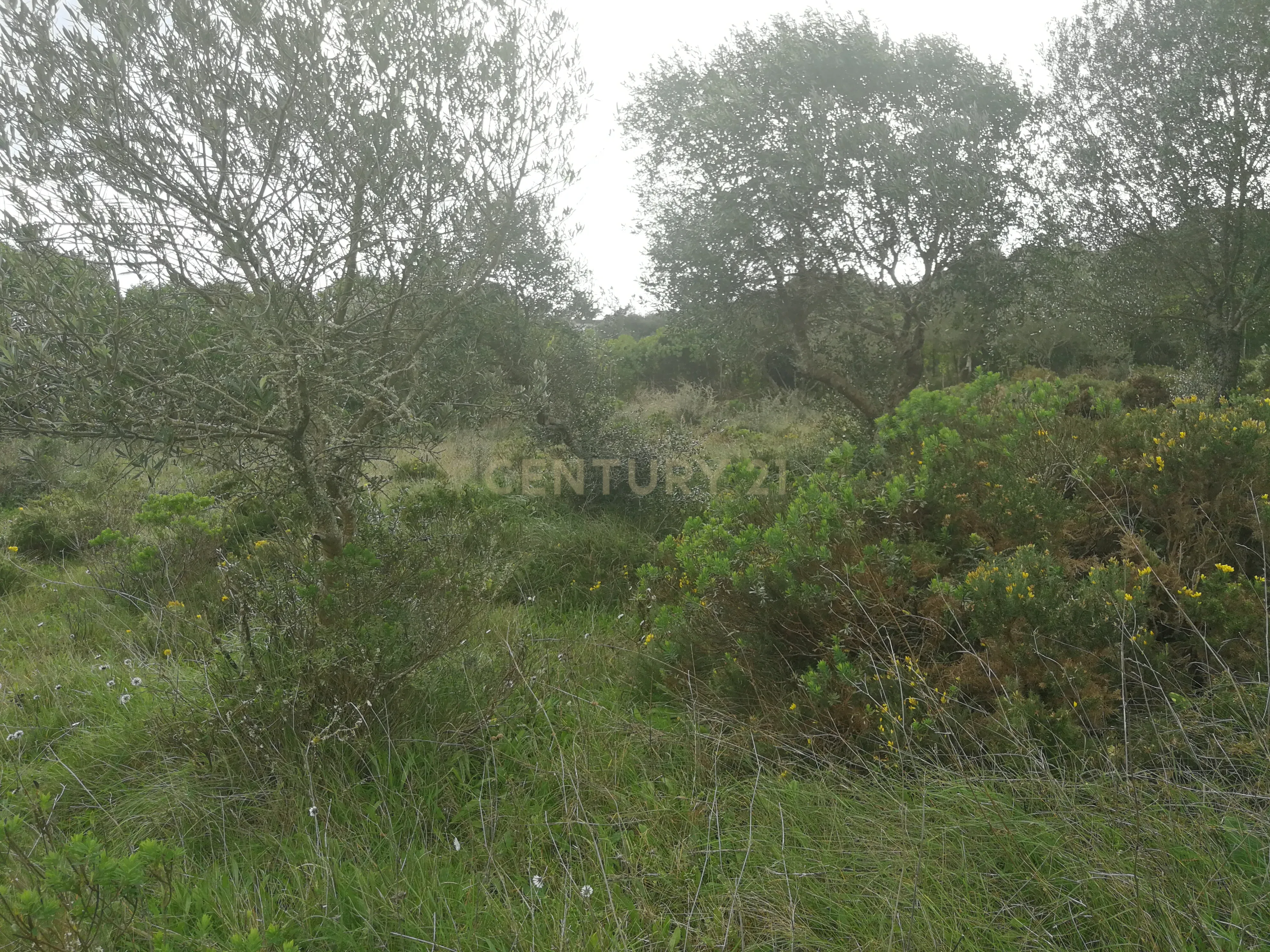 Terreno Rústico – Lourel, Sintra - Image 8
