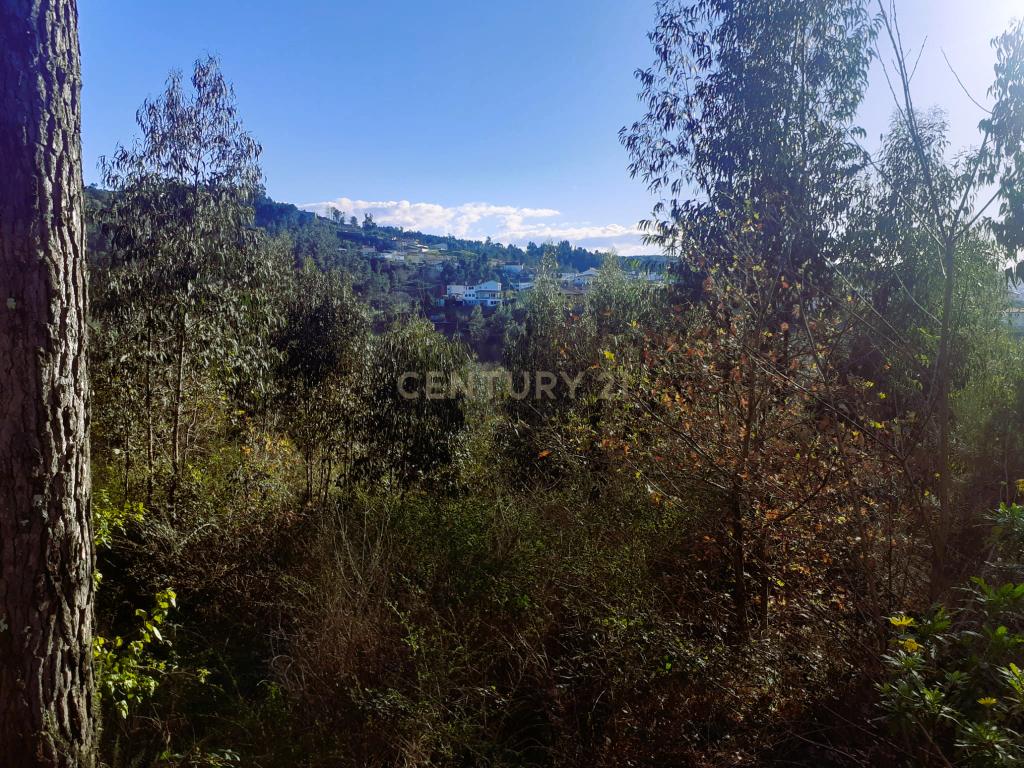 Terreno para venda na freguesia de Lufrei - Amarante, quem sonha viver uma profunda vida de amor, arte e natureza. - Image 5