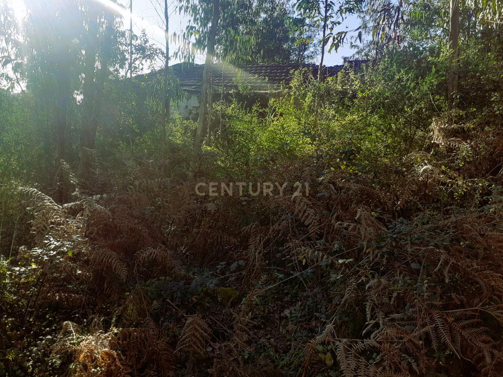 Terreno para venda na freguesia de Lufrei - Amarante, quem sonha viver uma profunda vida de amor, arte e natureza. - Image 7