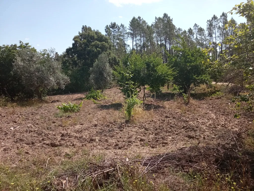 Terreno Rústico, Santo André das Tojeiras, Castelo Branco - Image 16