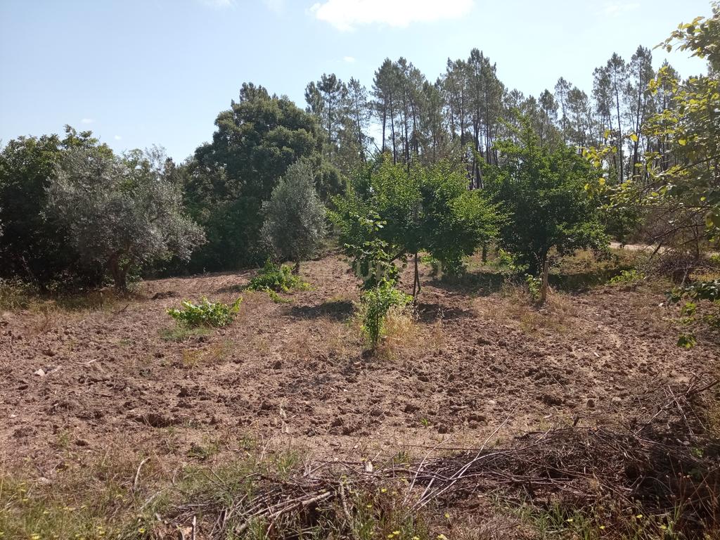 Terreno Rústico, Santo André das Tojeiras, Castelo Branco - Image 4