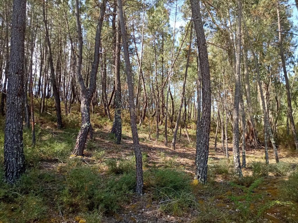 Terreno rústico Santo André das Tojeiras, Castelo Branco - Image 4