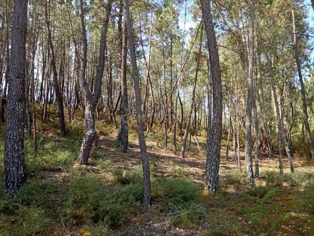 Terreno rústico Santo André das Tojeiras, Castelo Branco - Image 4