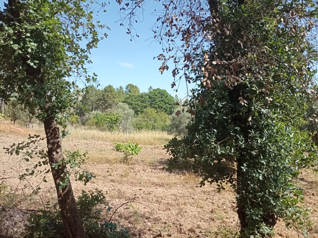 Terreno Rústico, Santo André das Tojeiras, Castelo Branco - Image 7