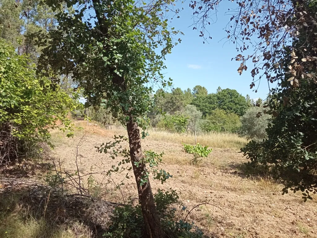 Terreno Rústico, Santo André das Tojeiras, Castelo Branco - Image 3